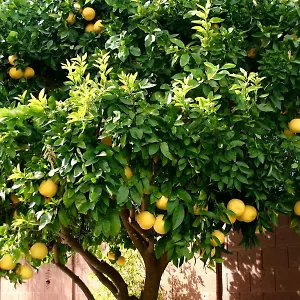 Guest house Lemon Tree